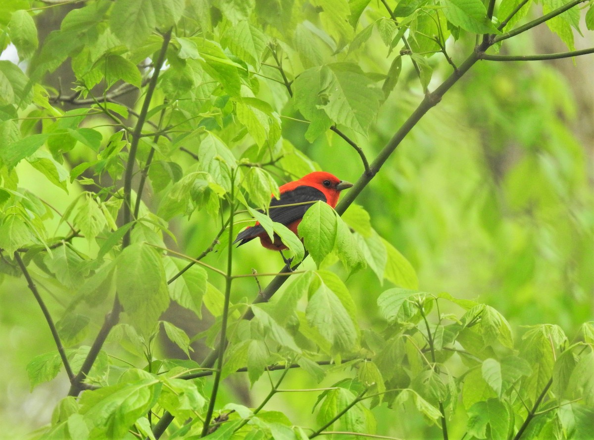 Scarlet Tanager - ML336787681