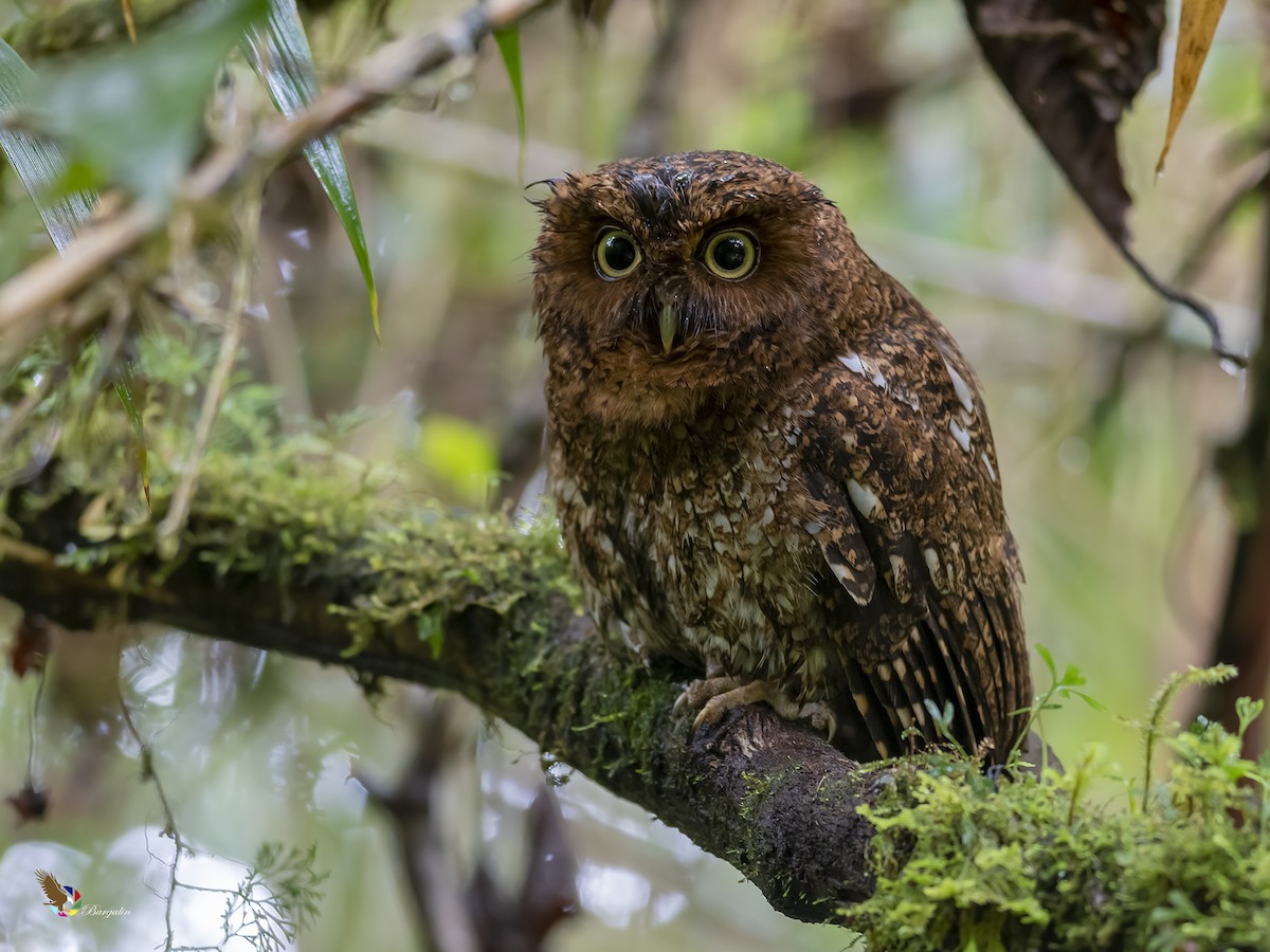Bare-shanked Screech-Owl - ML336789091