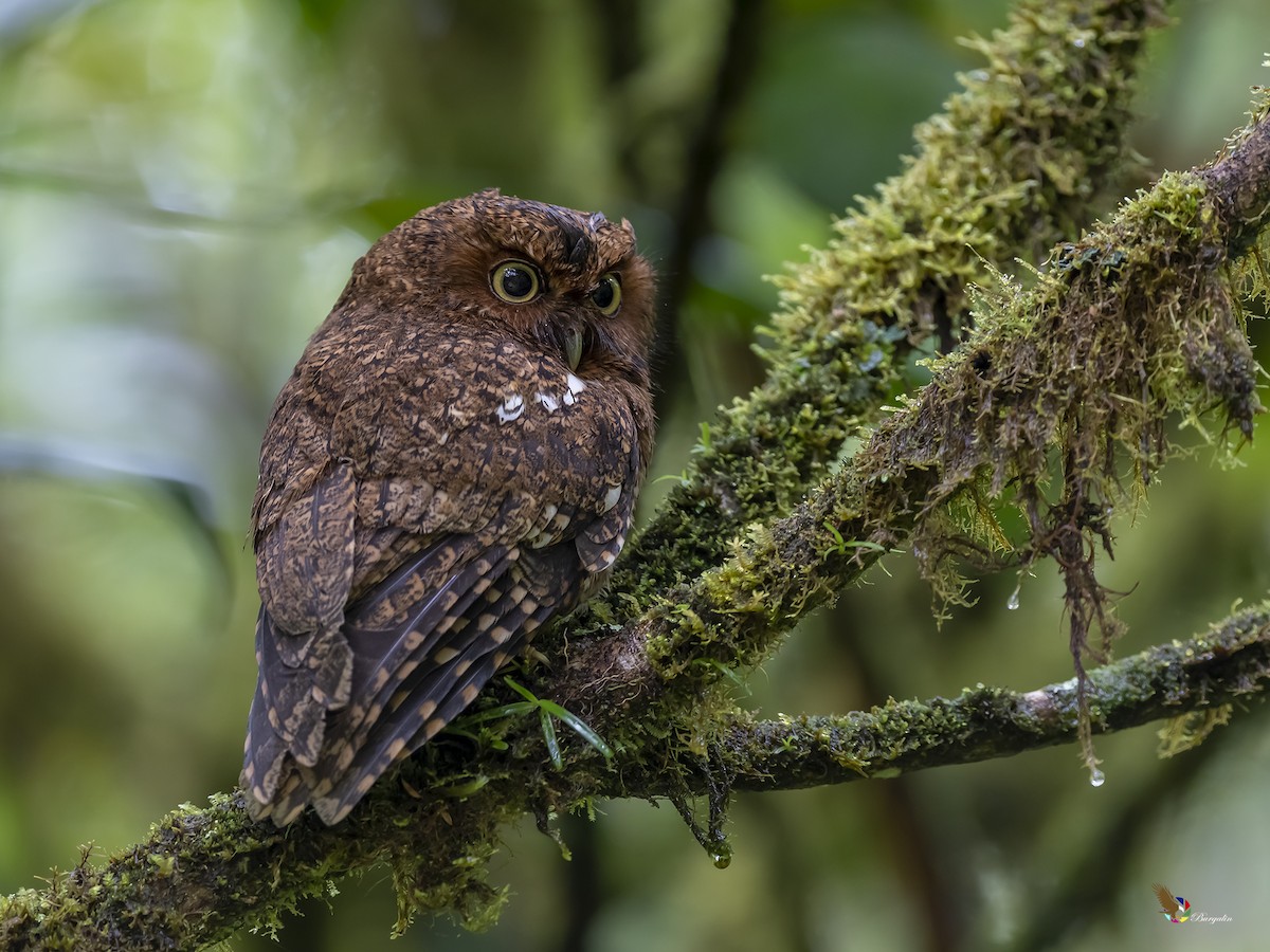 Bare-shanked Screech-Owl - ML336789161