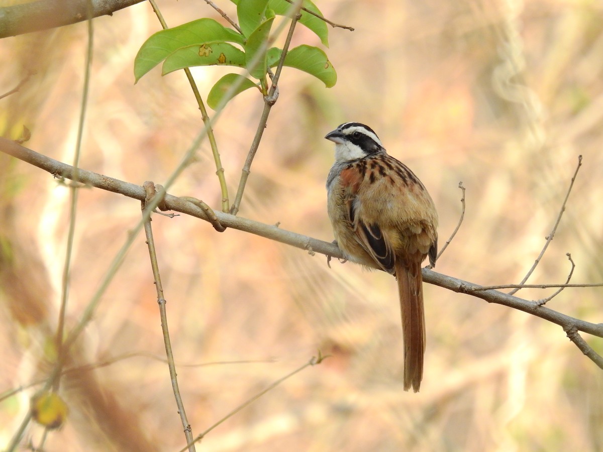 Stripe-headed Sparrow - ML336789401