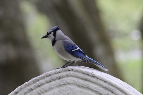 Blue Jay and Cardinal in Southborough