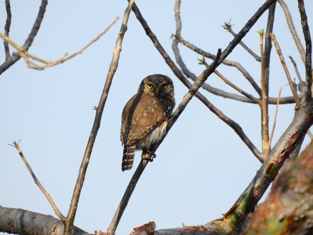 Ferruginous Pygmy-Owl - ML336791811