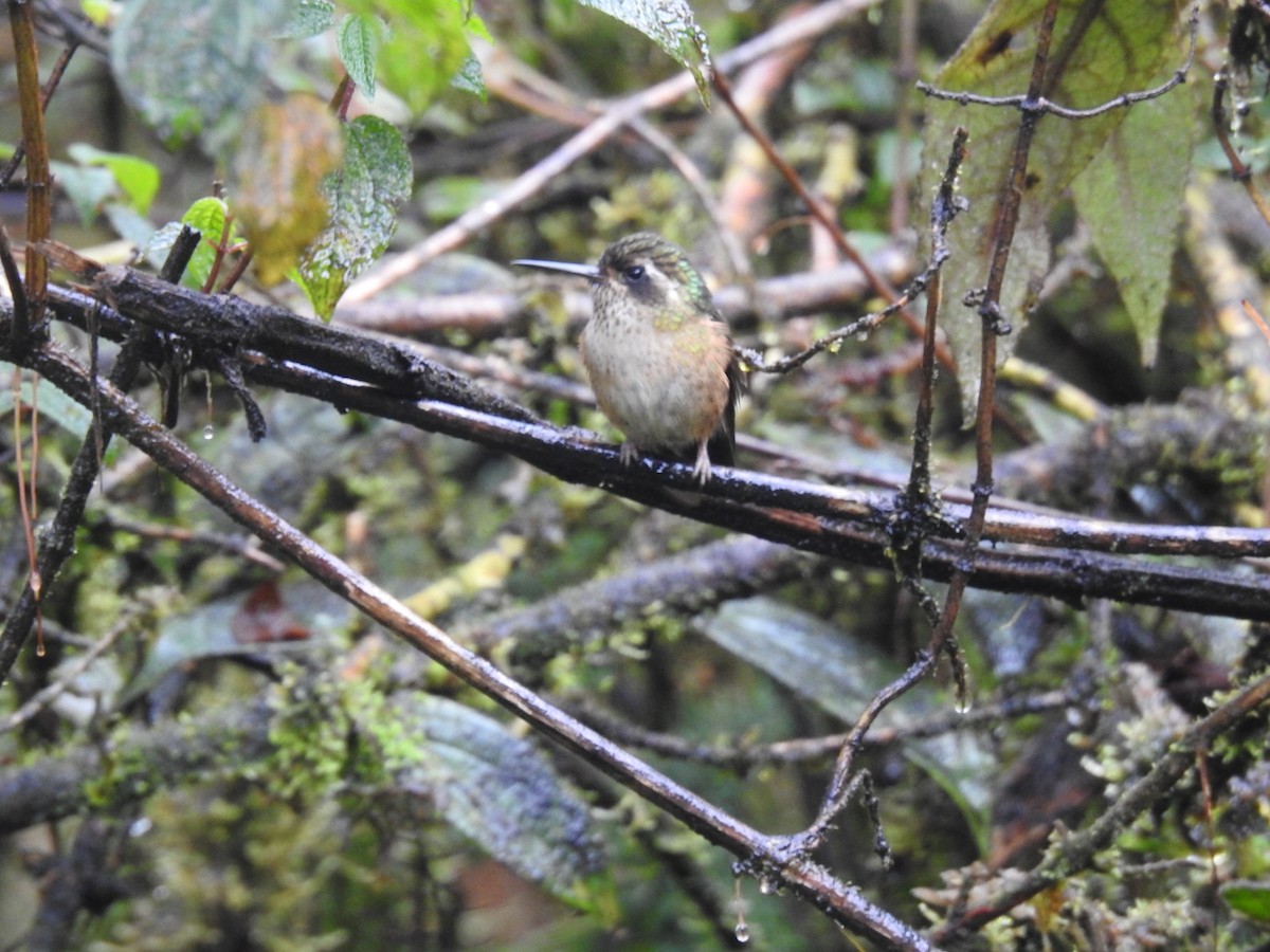 Speckled Hummingbird - ML336792011