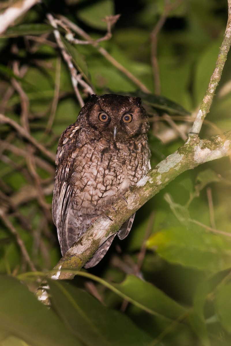 Black-capped Screech-Owl - Claudia Brasileiro