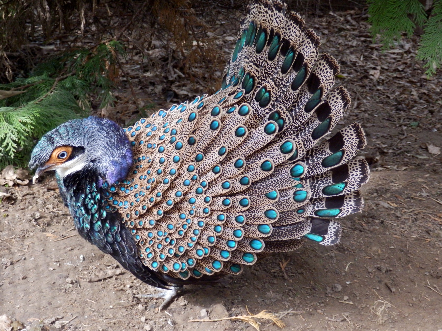 Bornean Peacock-Pheasant - John Corder