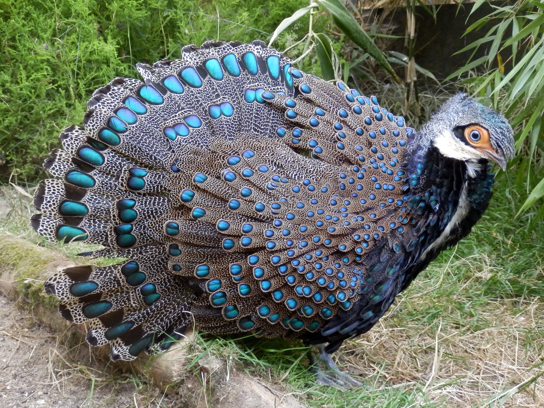 Bornean Peacock-Pheasant - eBird