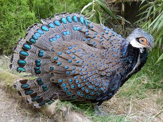  - Bornean Peacock-Pheasant