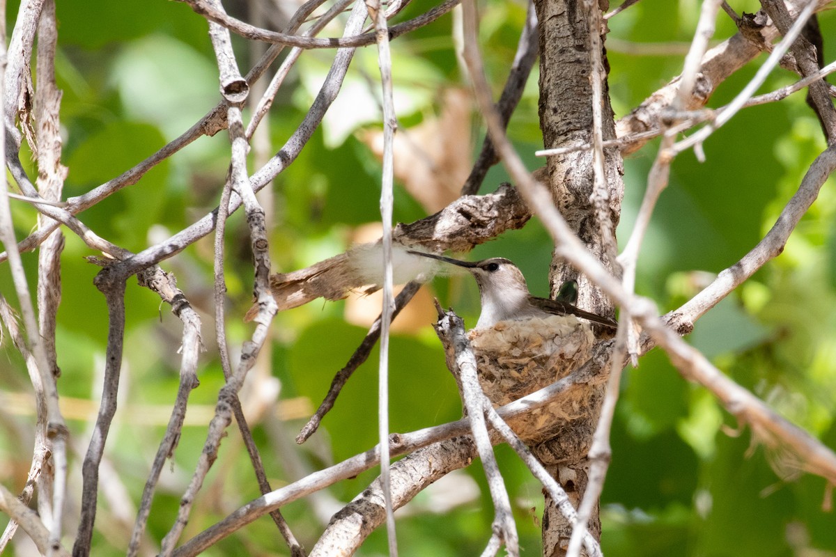 Black-chinned Hummingbird - Charles Robshaw
