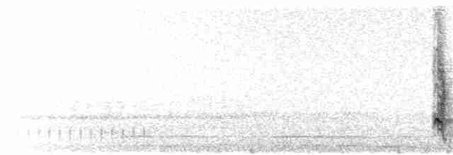 Chara de Steller (grupo stelleri) - ML336801201