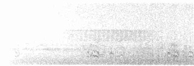 Chara de Steller (grupo stelleri) - ML336801321