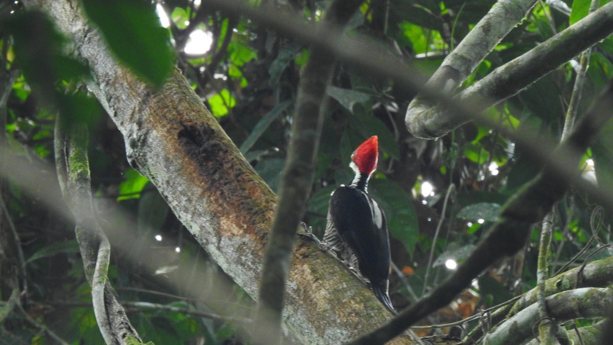 Crimson-crested Woodpecker - RUTH GONZALEZ PULIDO