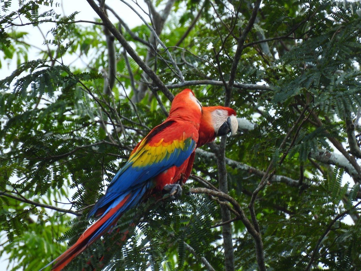 Scarlet Macaw - RUTH GONZALEZ PULIDO