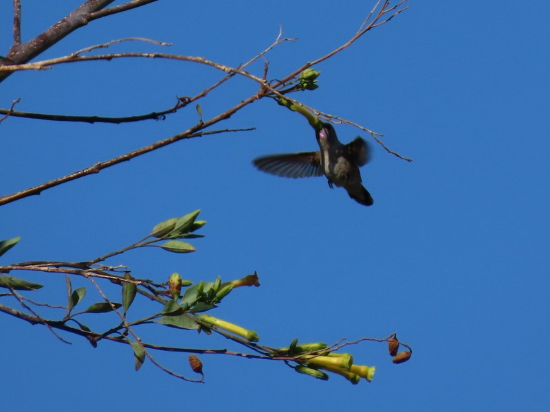Costa's Hummingbird - ML336810961