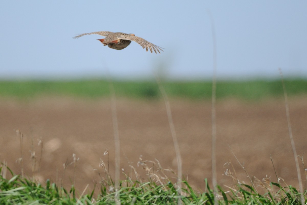 eBird Checklist 10 May 2021 41014189 Eagle Avenue, Ireton, Iowa