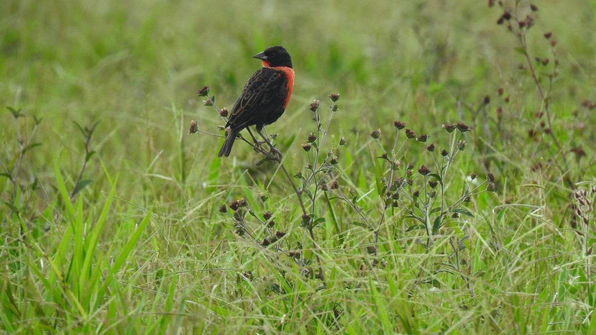 Red-breasted Meadowlark - RUTH GONZALEZ PULIDO