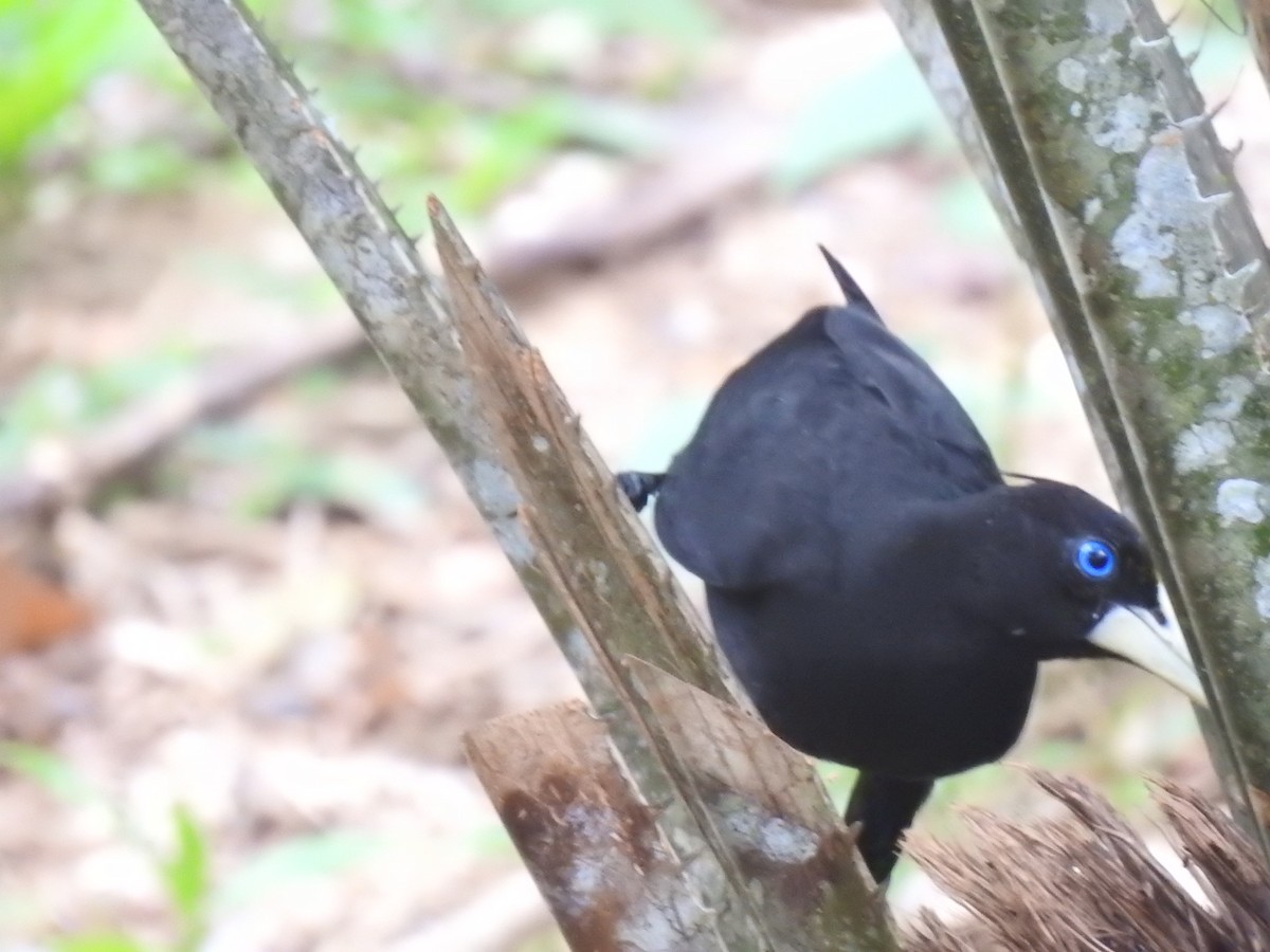 Yellow-rumped Cacique - ML336814021