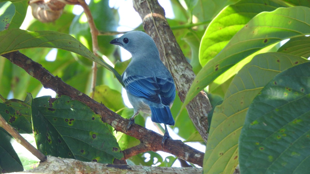 Blue-gray Tanager - ML336814311