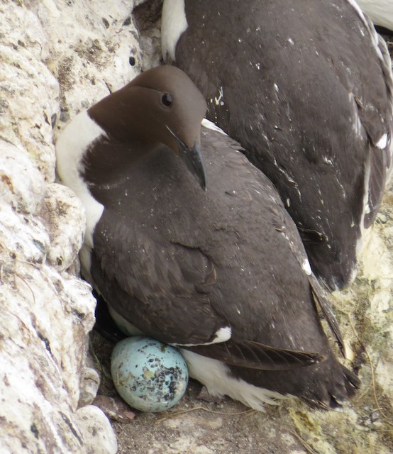 Adult with egg. - Common Murre - 