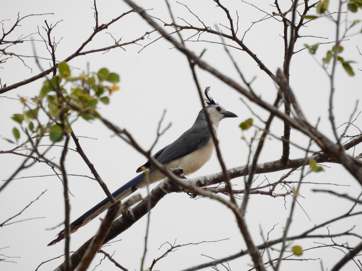 White-throated Magpie-Jay - ML336815791