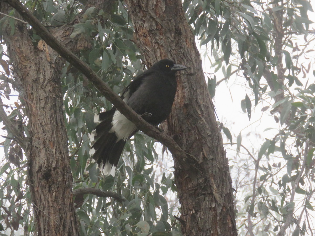 Pied Currawong - ML336815861