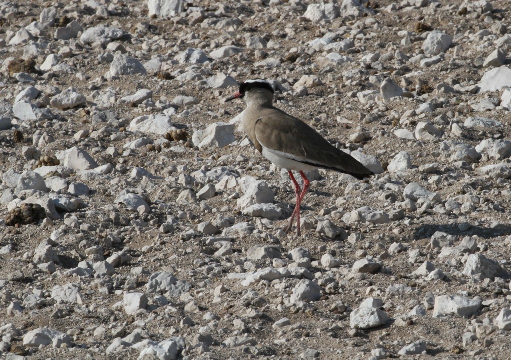 Crowned Lapwing - ML33681751