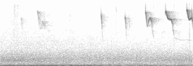 Голкохвіст сірочеревий - ML336819041