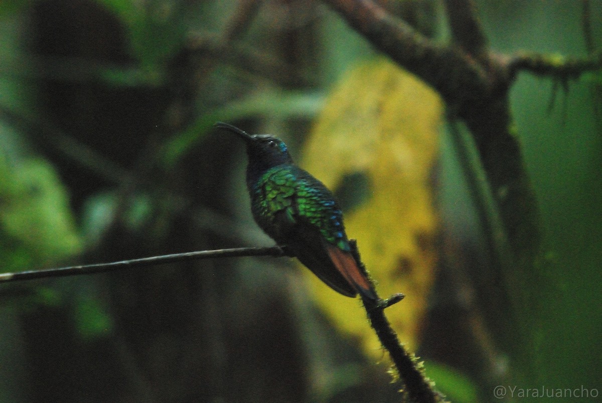kolibřík azurovoprsý - ML336826901