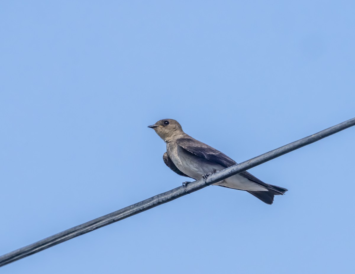 Northern Rough-winged Swallow - ML336830281