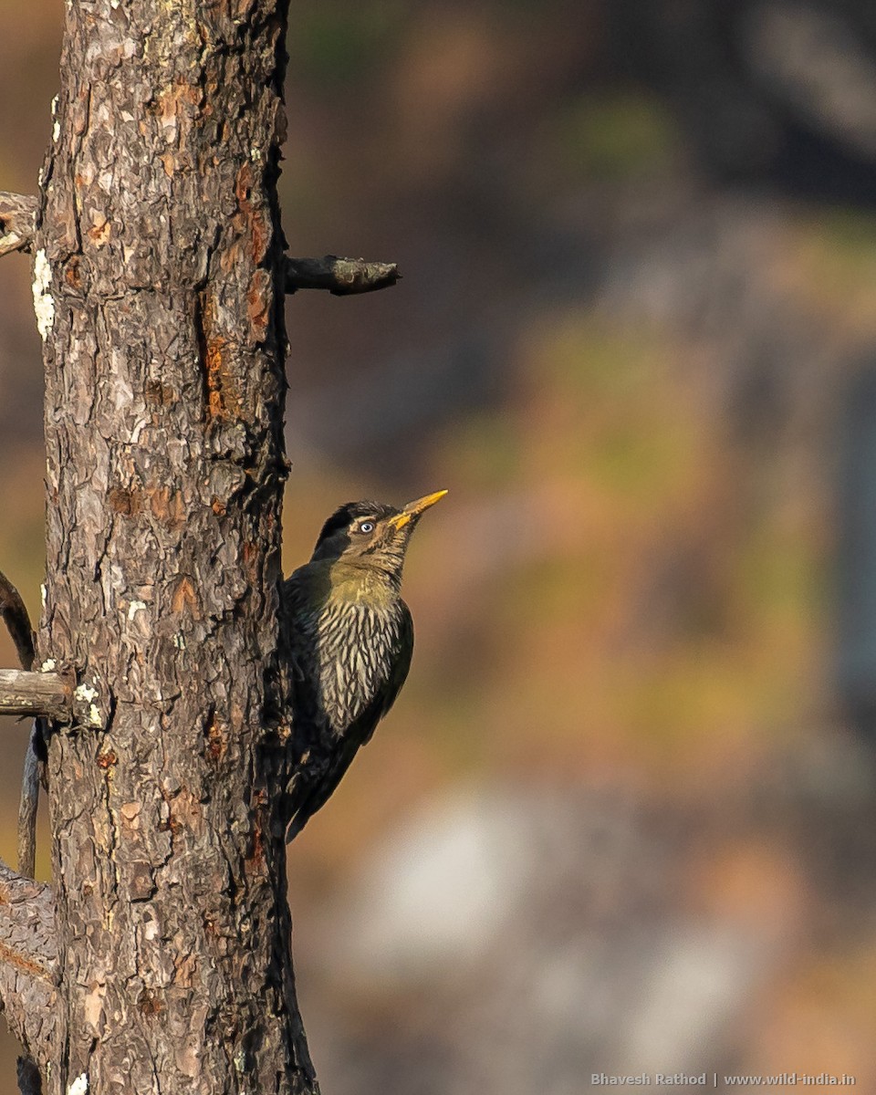 Scaly-bellied Woodpecker - Bhavesh Rathod