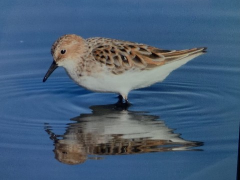 新潟市 西海岸公園 Niigata Nishikaigan Park 15 Jp Ebird Hotspot