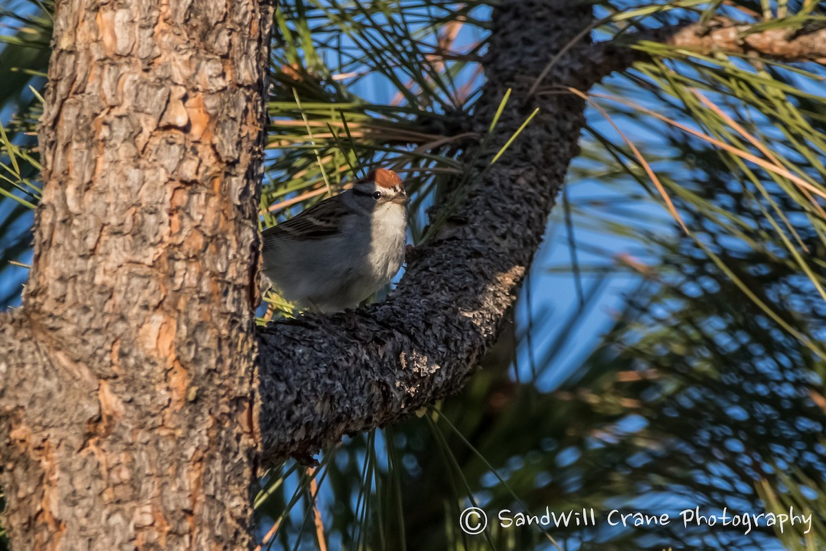 Chipping Sparrow - ML336840491