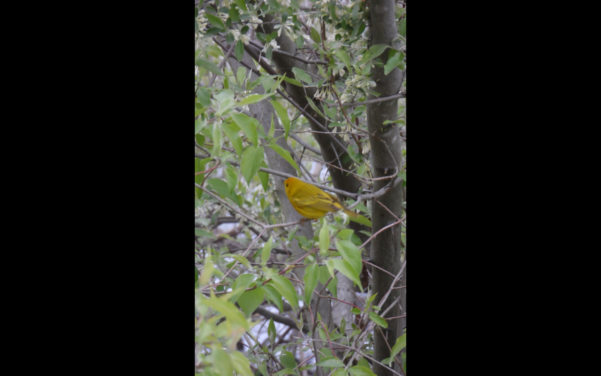 Yellow Warbler - ML336846261