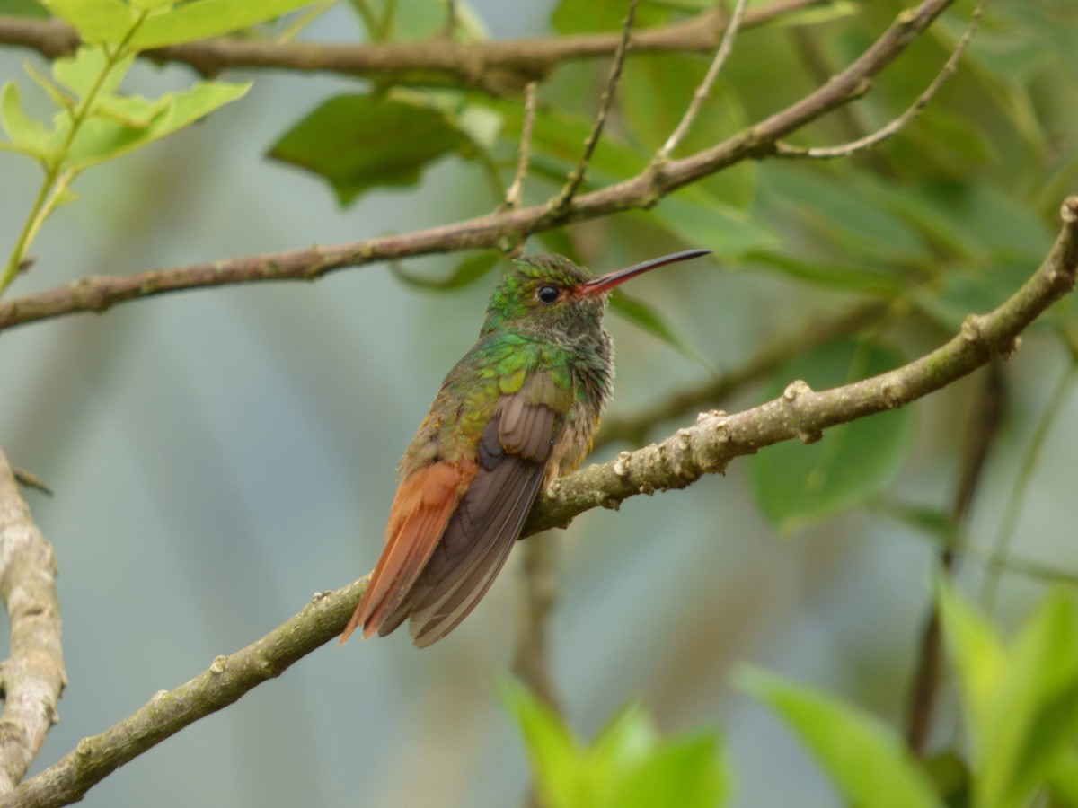Rufous-tailed Hummingbird - Xavier Iñiguez Vela