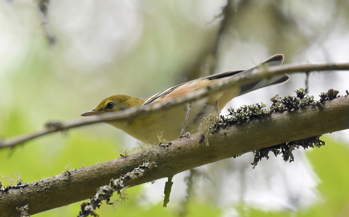 Bay-breasted Warbler - ML33684861