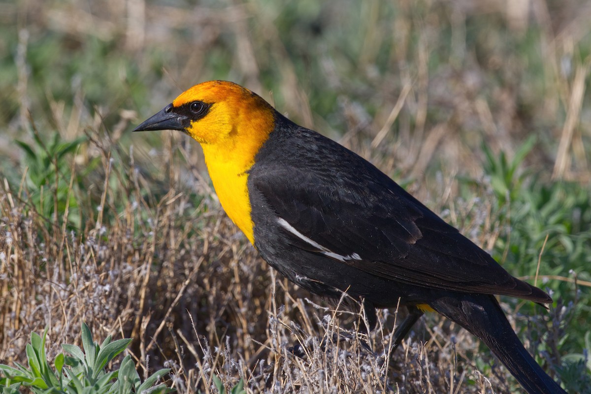 Yellow-headed Blackbird - ML336851501