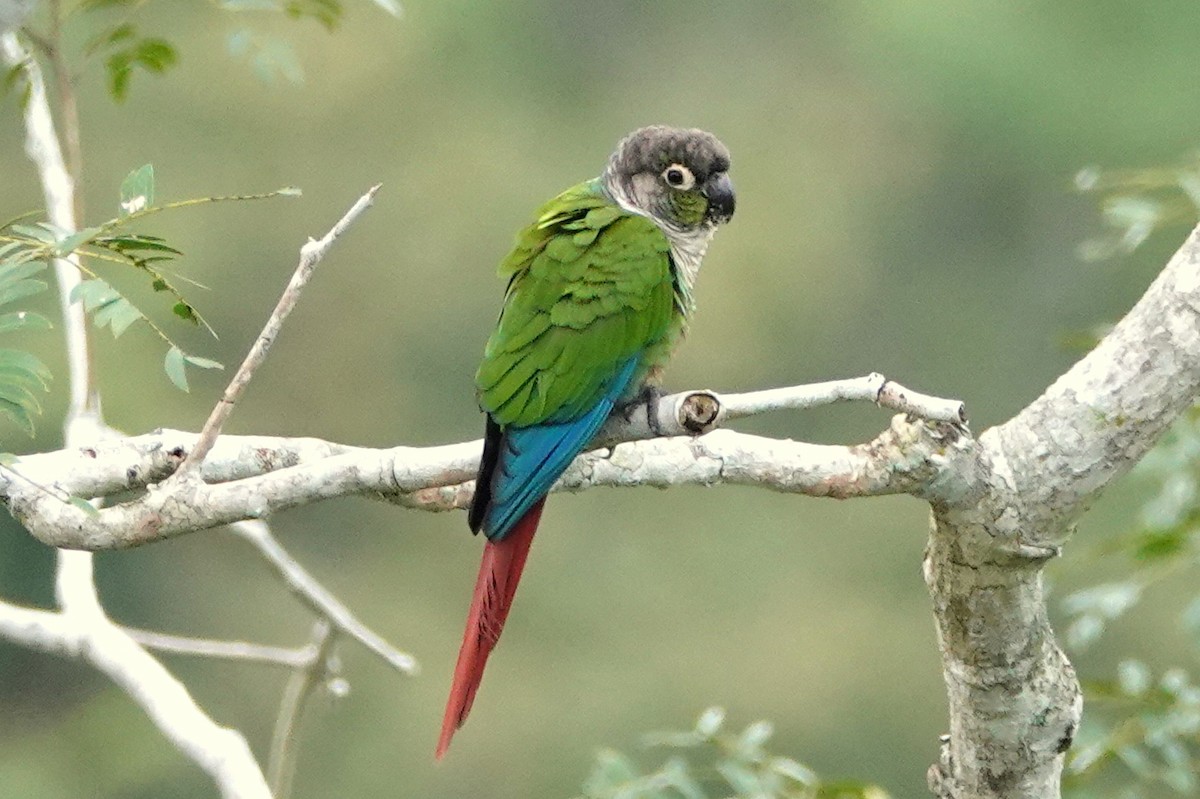 Green-cheeked Parakeet - ML336853841