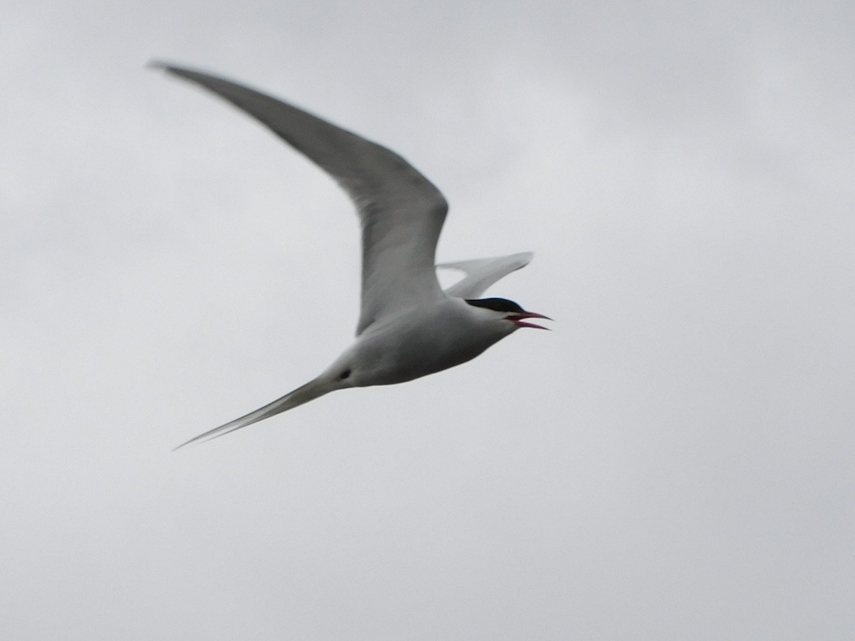 Arctic Tern - ML336855401