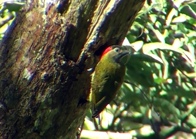 Golden-olive Woodpecker - ML336857341