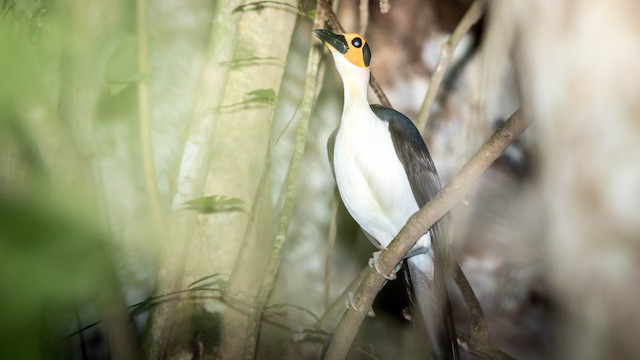 White-necked Rockfowl