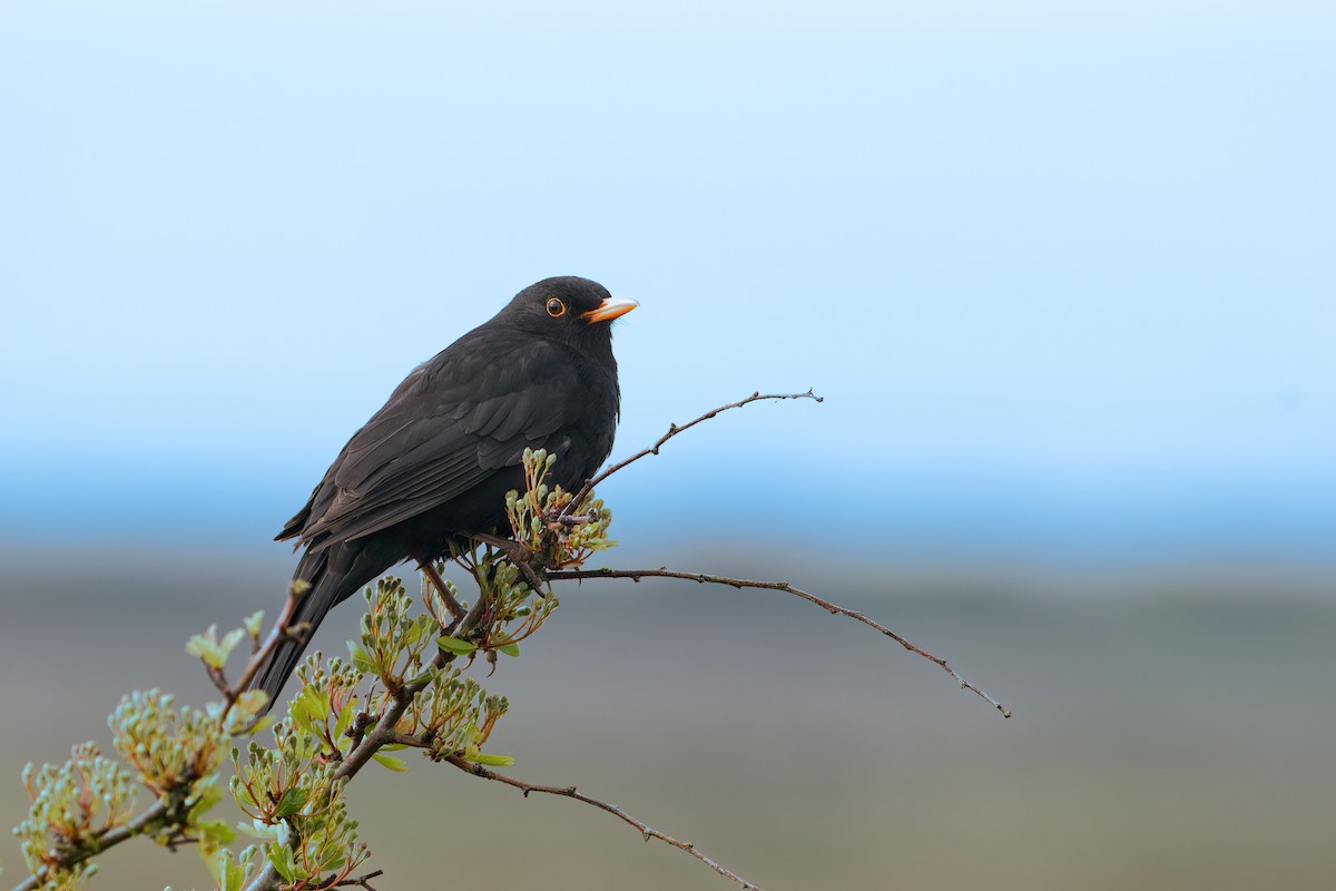 Eurasian Blackbird - Colin Lamond