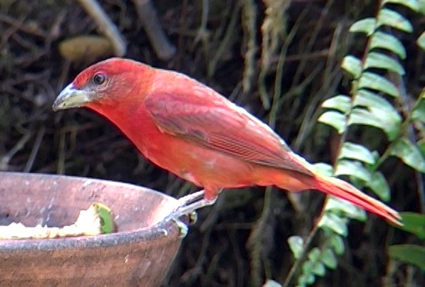 Hepatic Tanager (Highland) - ML336859941