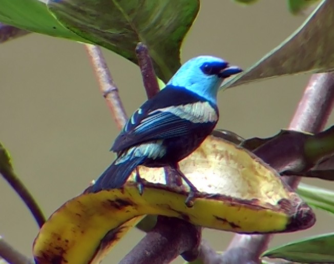 Blue-necked Tanager - ML336860771