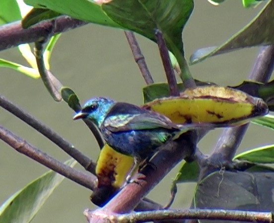 Blue-necked Tanager - ML336860781
