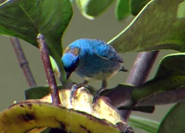 Golden-naped Tanager - ML336861051
