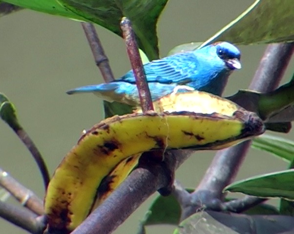Golden-naped Tanager - ML336861061