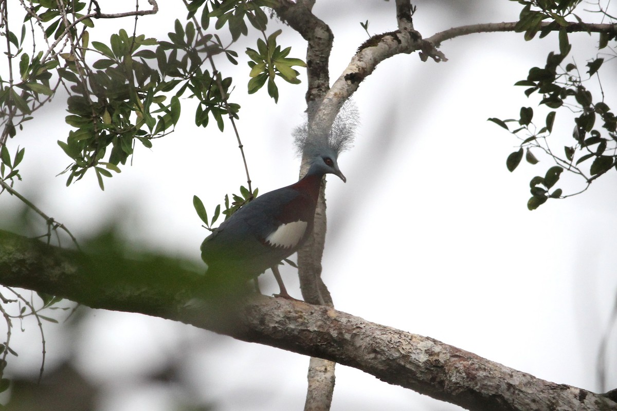 Sclater's Crowned-Pigeon - ML336862951