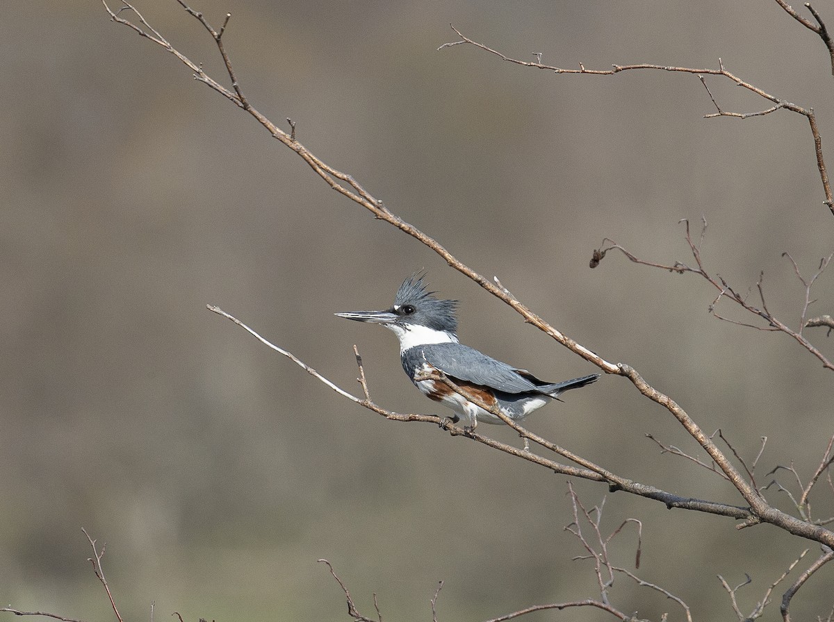 Belted Kingfisher - Phil McNeil