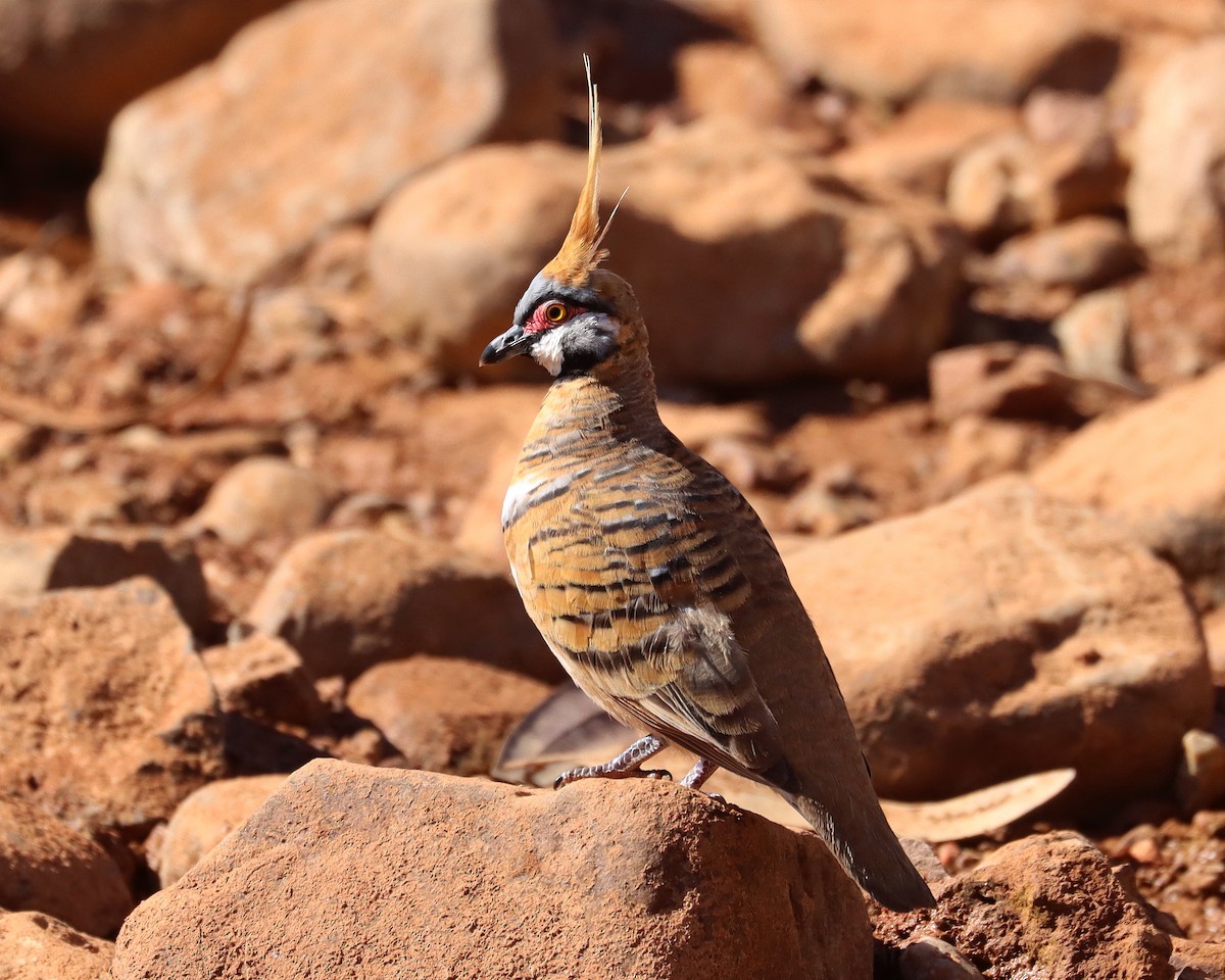 Spinifex Pigeon - ML336865281