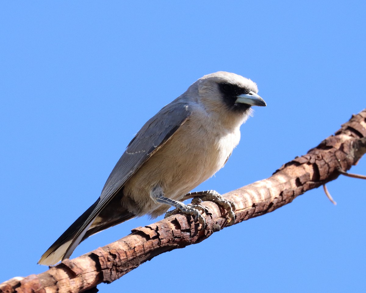 Black-faced Woodswallow (Black-vented) - ML336865511