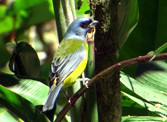 Blue-and-yellow Tanager - ML336866941